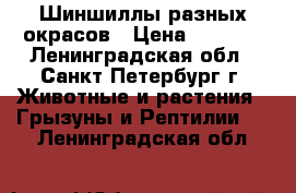 Шиншиллы разных окрасов › Цена ­ 2 500 - Ленинградская обл., Санкт-Петербург г. Животные и растения » Грызуны и Рептилии   . Ленинградская обл.